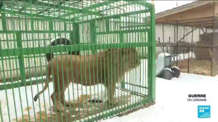 Exotic animals in Ukraine, once illegally kept as pets, have been abandoned to fend for themselves as thousands of hectares of forest have been destroyed.